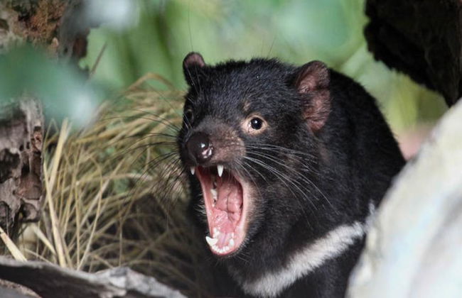 Santuario dei koala di Lone Pine - Foto 2
