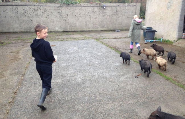 Cosy Stone Cottage on Llanllwni Mountain - Photo 12