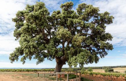 Hotel rural Entreviñas - Foto 56