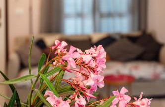 B&B Tra colline marchigiane - sauna e piscina - Photo 13