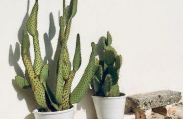 Masseria Trulli&Stelle B&B - Foto 16