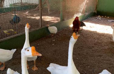 Chácara Adelly - Foto 57