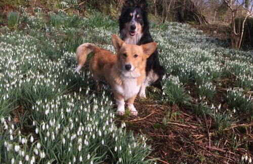 Nantgwynfaen Organic Farm Wales - Photo 35