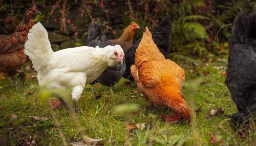 Gelly Dylan Thomas Paradise - Foto 5