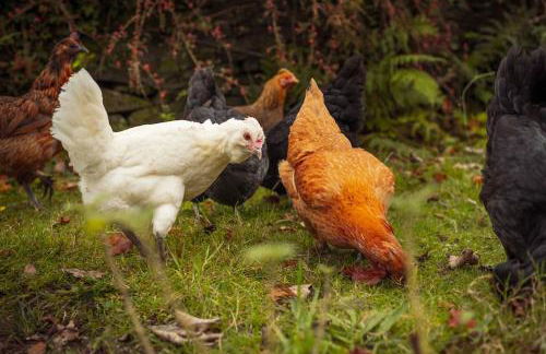 Gelly Dylan Thomas Paradise - Foto 5