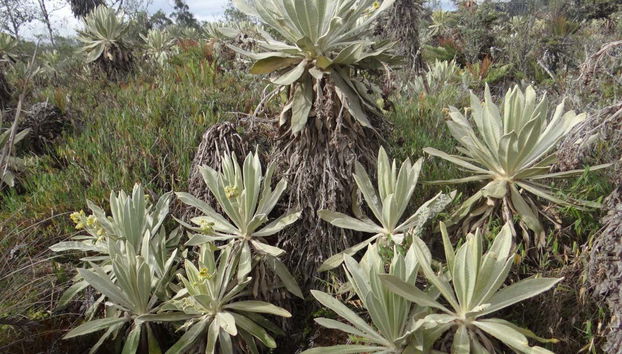 Valle de frailejones