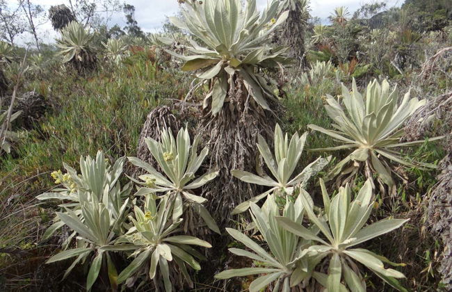 Excursión a la laguna de La Cocha y humedales de Santa Lucía - Foto 2