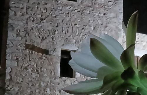 Pandera areopoli - Foto 18