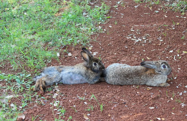 Holiday House Cuvi - Foto 34