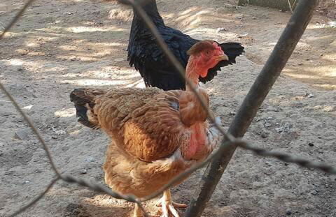 Natureza, paz no sítio - Foto 22