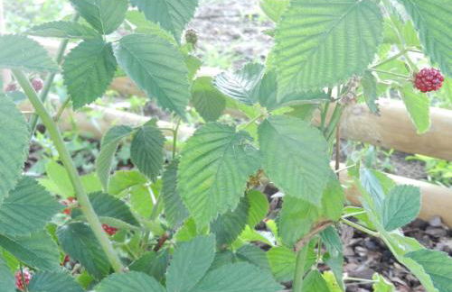 Il Gheriglio - Foto 42