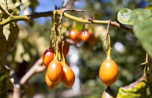 Home2Book Icod Rural Escape Pool BBQ - Foto 30