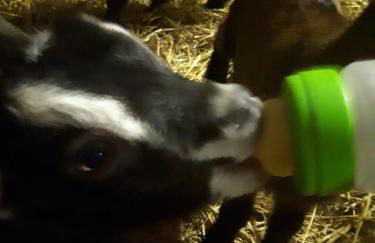 Agriturismo Barba Gust - Foto 14