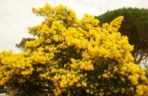 Résidence Golfs de Valescure 9 - Foto 67