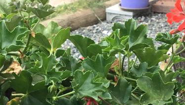 Casa Maddalena - Foto 4