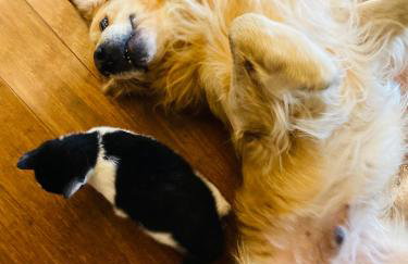 Pod Kogutem i Sową - Bio Wioska z domkami Premium w góralskim stylu VIP - Foto 23