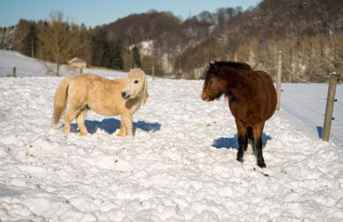 Ferienhof Homann Sauerland - Foto 24