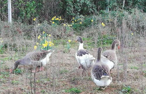 Casa do Rebelhe - Foto 40