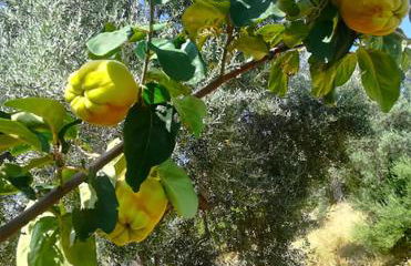 Agriturismo Vulcano - Foto 45