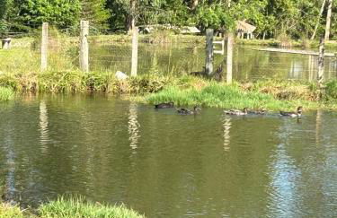 Chácara Canto do Galo - Foto 14