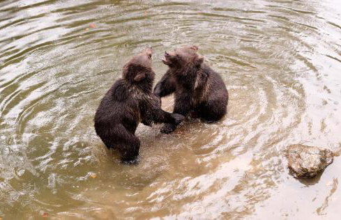 Ferienwohnung im Landhaus am Nationalpark - Foto 26