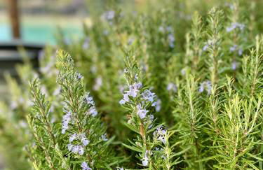 Maison au calme piscine mer au coeur de la nature U Nuciolu - Foto 10