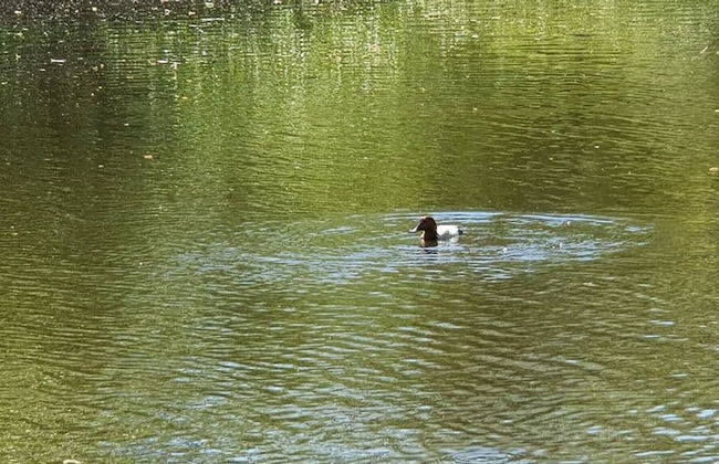 Gentofte Cozy Private Apartment - Foto 10