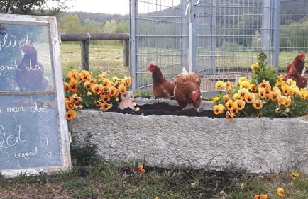 Feriendomizil Carmen Hofmann - Foto 9