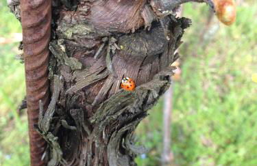 Azienda Agricola Campion - Foto 52
