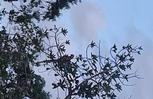 Tiny House das Araras - Foto 18