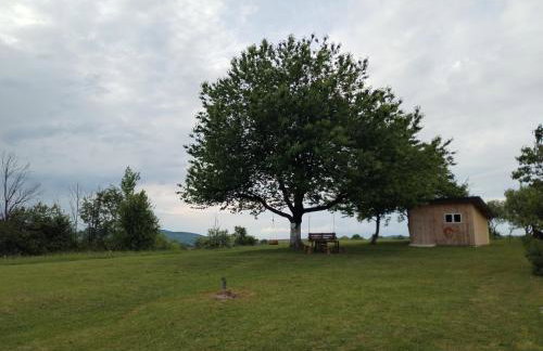 Yellow Rose - Foto 20