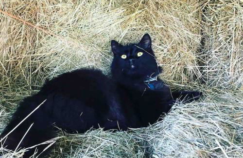 Bramble Cottage on the edge of Exmoor - Foto 36