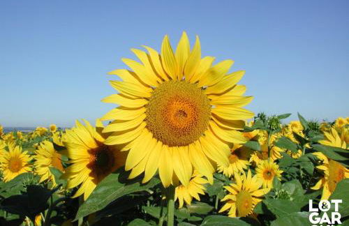 Studio Hypercentre Casteljaloux - Moderne - Calme - Wifi - TV - - Foto 33