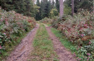 Talblick & Ruhe in Hirschhorn Langenthal - Foto 16