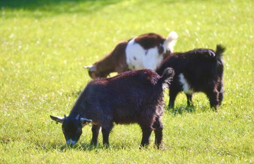 Robin Cabin with hot tub - Foto 38
