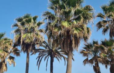 Matchroom Country Club Perla Roja 1 - Foto 55