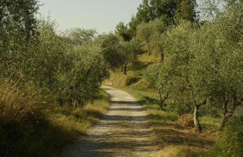 Aramo Verde - Foto 33