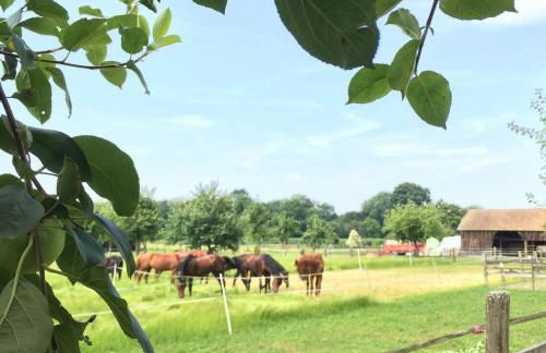 Ferienwohnungen Hackerhof - Foto 12