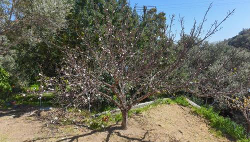 Country house in Limnionas - Foto 3, Garden view