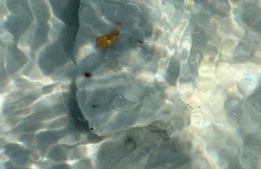 Destin-y 30A Beach Retreat Self Checkin - Huge Private Backyard Deck with Outdoor Shower - Foto 10