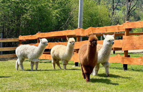 Strefa Ciszy -Lawenda - Foto 21