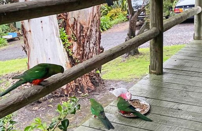 Groovy Log House Lorne Ocean View Log House Pet Friendly Freshly Renovated - Photo 30