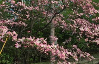 Cherokee mountain log cabin resort - Foto 42