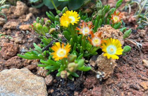 Charming Cabin with Incredible Mountain Views - Foto 44