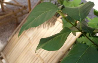 l'Amarantine - Foto 30