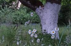 Gandelinka Park Kędrzyno - Foto 17