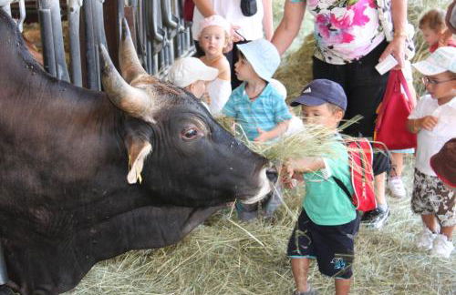 Domaine du Bas Chalus - Foto 14