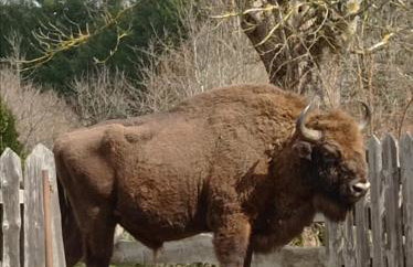 Agroturystyka Przy Siole Budy - Foto 15