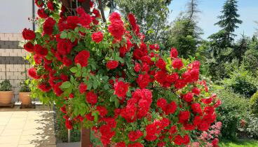 Ferienwohnung Lissner - Foto 3