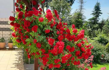 Ferienwohnung Lissner - Foto 3